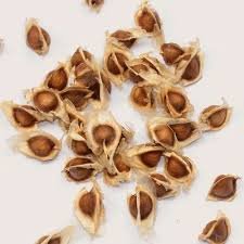Drumsticks Seeds